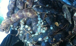 Nhộng mọt lạc serratus