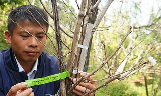 anh Bùi Văn Sang chăm sóc cây đào Nhật Bản