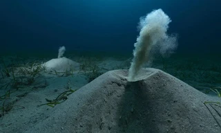 Những bức ảnh đẹp đến ngỡ ngàng nhưng nhói lòng đoạt giải thưởng Nhiếp ảnh Môi trường