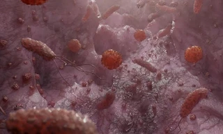 Phát hiện ra một loại nấm đường ruột có thể điều trị bệnh gan nhiễm mỡ