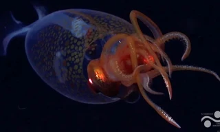 Lần đầu tiên 'chộp' được loài mực khổng lồ sau hơn 100 năm phát hiện 