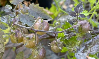 Những quả cà chua đang tiến hóa ngược và trở nên cực độc