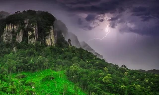 Kỳ lạ loài cây hóa giải sét, càng đánh trúng càng sống khỏe