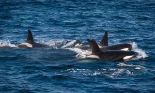 Hãi hùng cảnh cá voi xanh lùn bị 60 cá voi sát thủ tấn công tàn bạo 