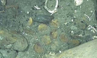 Tiết lộ mới về những đồng tiền vàng từ 'vụ đắm tàu' khủng nhất thế giới' 