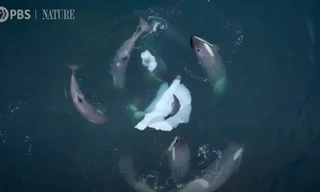Đoạn clip độc đáo về cá voi sát thủ dạy con cách săn mồi 