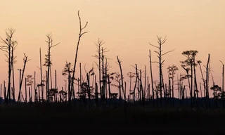 Rừng ma đang phát triển khi mực nước biển dâng