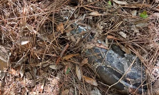 Chuyện lạ: Mèo rừng Florida cắn đứt đầu con trăn dài 4 mét