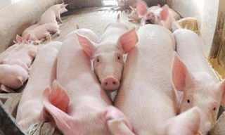 Giá thịt lợn tăng liên tục trong suốt 1 tuần qua