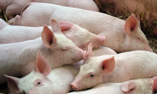 Giá lợn hơi quay đầu giảm giá