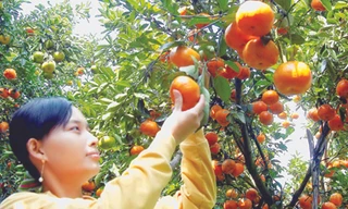 Bưởi ở huyện Tam Bình, tỉnh Vĩnh Long Ảnh: Duy Khương