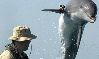 Mỹ sẽ dùng robot thay thế cá heo dò mìn