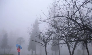 Sương mù có độc không?