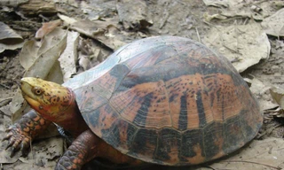 Thả về tự nhiên hai con rùa hộp trán vàng