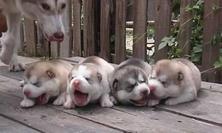 Bênh từ thú cưng