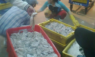 Bạch tuộc 'vươn vòi' khắp Sài Gòn