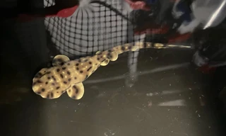 Bí ẩn cá mập con chào đời không cần cá thể đực tại thủy cung