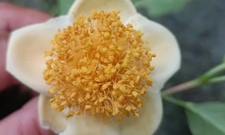 Phát hiện trà mi hoa vàng quý hiếm ở Ninh Thuận