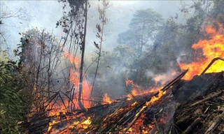 Gần 500 người đang khẩn trương chữa cháy rừng tại núi Nghiêm 