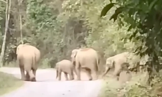 Đàn voi rừng xuất hiện gần khu dân cư: 1 voi con rơi xuống giếng chết