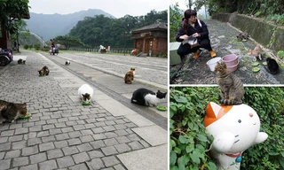 NHỊP SỐNG 24: Đổ xô đến ngôi làng có số lượng mèo nhiều hơn người 
