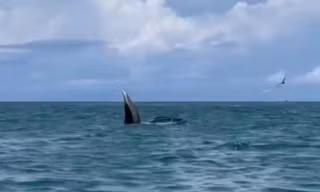 Cá voi khổng lồ bay nhảy, săn mồi trên vùng biển Cổ Thạch