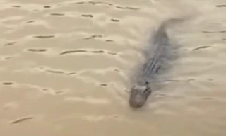 Phát hiện cá sấu nổi dưới kênh Rạch Tràm, Tiền Giang