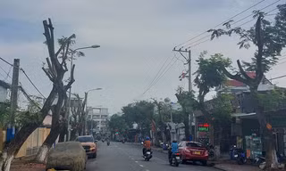 Hình ảnh hàng cây bị đốn hạ, cắt tỉa trơ trụi trên đường phố Dĩ An, Bình Dương