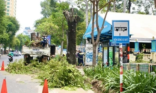 Chủ tịch UBND TPHCM truy trách nhiệm vụ 17 cây lim xẹt bị xâm hại ở quận 1