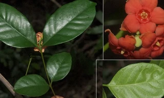 Phát hiện 3 loài cây quý hiếm ở Vườn Quốc gia Núi Chúa