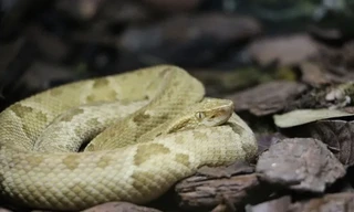 'Xâm nhập' đảo Rắn đáng sợ