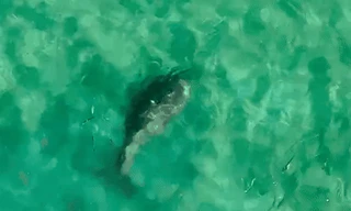 Sững sờ thấy bò biển ở Côn Đảo