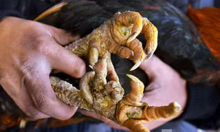 Gà chín cựa là giống gà đặc trưng được nuôi tự nhiên trên vùng núi Tân Sơn, Phú Thọ.