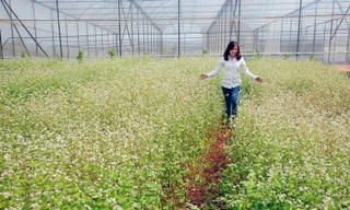 Phiêu giữa vườn tam giác mạch.