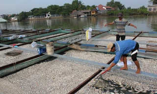 Cá bè chết hàng loạt, tiền tỷ trôi sông 