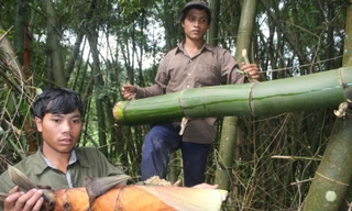 Thanh niên làng Long Riêu 3 chặt tre và măng để đưa về làng để sử dụng. 