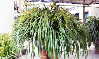 Chậu địa lan Sapa có giá lên tới 120 triệu đồng.