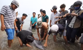 Người dân Đà Nẵng cứu cá heo mắc cạn và đưa chú cá về biển