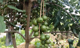 Bộ NN&PTNT khuyến cáo người dân trồng cây mắc ca phải lấy giống có nguồn gốc xây xứ, tránh thiệt hại đáng tiếc sau này.