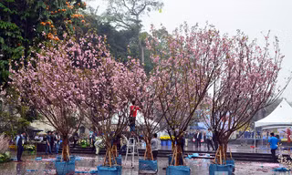 Hoạt động trưng bày hoa anh đào Nhật Bản tại vườn hoa tượng đài Lý Thái Tổ là một trong những hoạt động nổi bật của chương trình “Giao lưu văn hóa Nhật Bản và tiếp nhận cây hoa anh đào tại Hà Nội” diễn ra ngày 19, 20/3.
