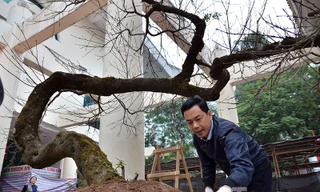 Một cây đào phai hơn 70 năm tuổi cực quý vừa được chở từ Tây Bắc xuống Hà Nội để tham dự hội chợ.