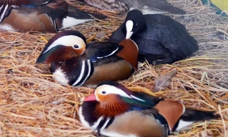 Những con vịt uyên ương được chào bán với mức giá từ 4-5 triệu đồng một con.