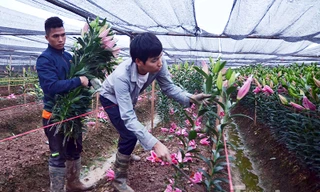 Người dân Tây Tựu 'khóc ròng' vì hoa ly nở trước Tết