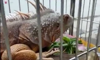 Rồng đất giá nghìn đô ở Hà Nội