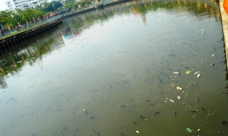 Cá nổi dày đặc trên mặt kênh Nhiêu Lộc – Thị Nghè.