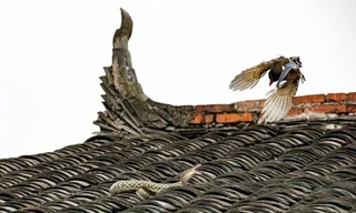 Cuộc chiến ngoạn mục giữ hai "cao thủ" trên mái nhà. Nguồn: Sina