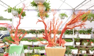 Những chậu san hô đỏ 'độc đáo' có giá từ 1,5-3,5 triệu đồng bày bán trong dịp Tết Bính Thân.