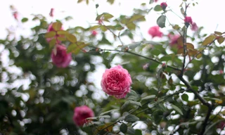 Vài năm gần đây, giống hoa hồng cổ Sapa được rất nhiều người yêu cây ưa chuộng và săn tìm, dù giá của chúng không hề rẻ.