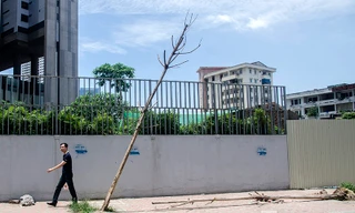 Ghi nhận của phóng viên có khoảng 40 cây xanh trồng trên tuyến đường Trần Bình, Nguyễn Hoàng đã bị chết khô và không có bóng mát.