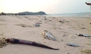 Cá chết trắng biển miền Trung: Hội nghề cá nói gì?